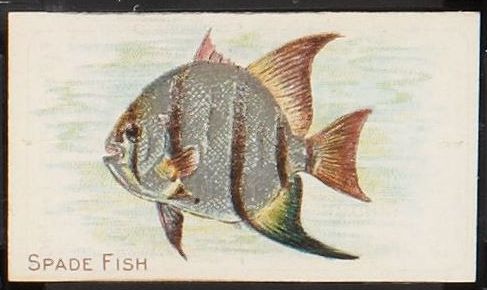 T58 Spade Fish.jpg
